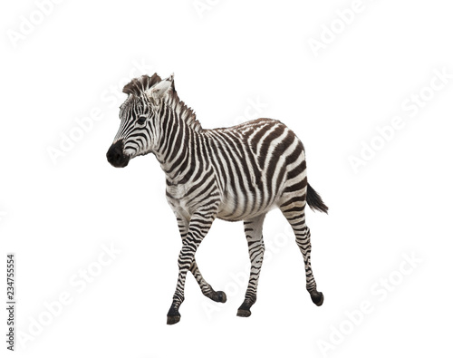 Zebra foal on white background isolated