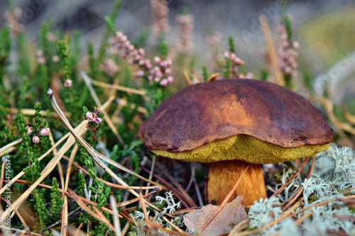 Xerocomus badius edible mushroom