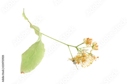 Fresh healthy linden flowers on a white background
