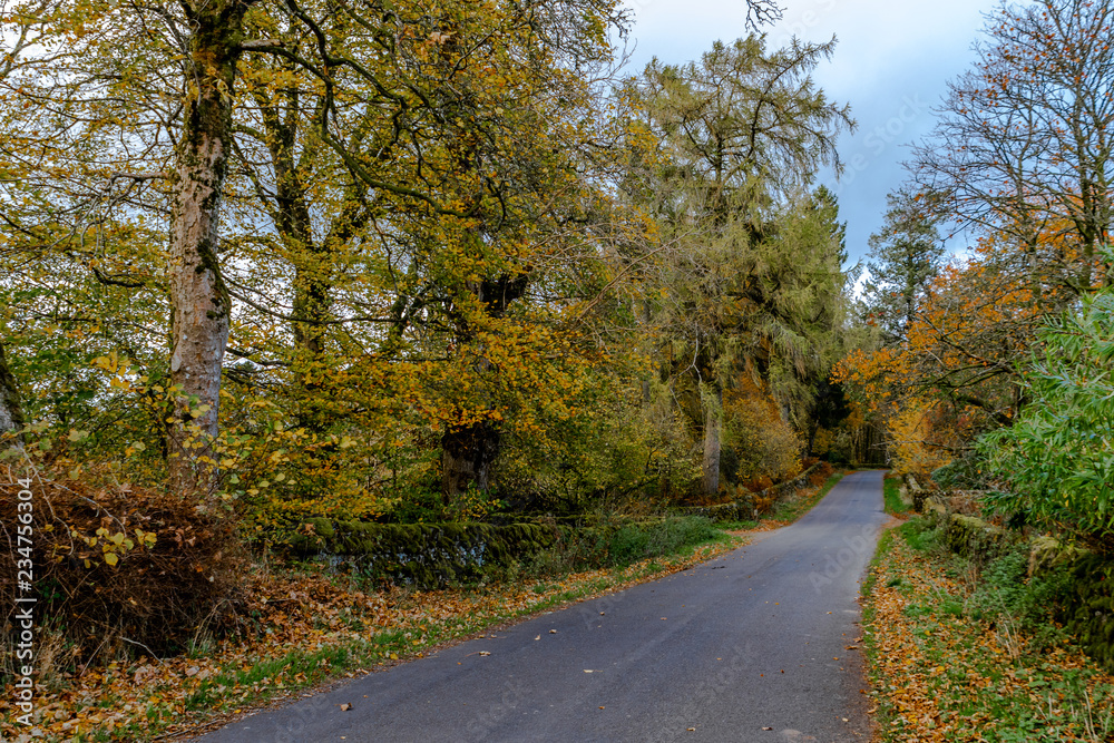 A rural Scottish road with brightly lit autumnal trees