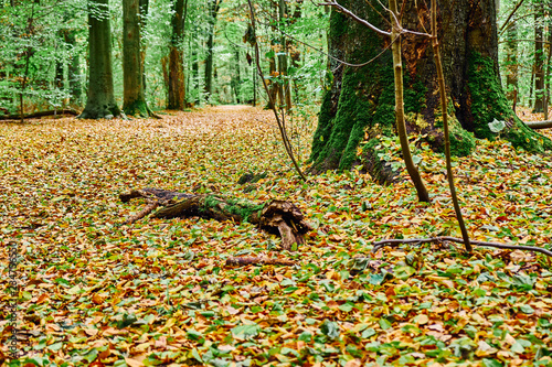 Ein mit Moos geschmückter Baumstamm am Waldweg, Das bunte Laub bedeckt den Weg. Goldener Herbst im Gremberger Wäldchen - Köln/Deutschland photo