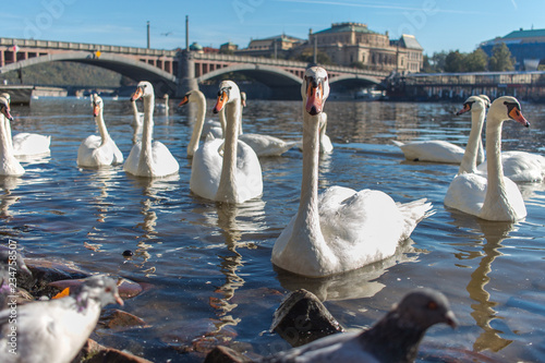 Cisnes no rio Moldová na cidade de Praga na República Tcheca photo