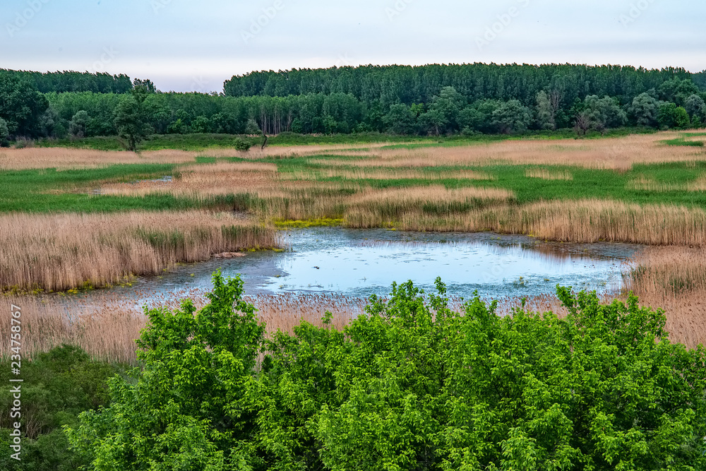 Naklejka premium View of a swamp in Serbia