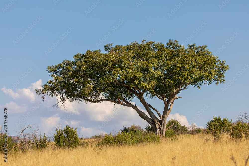 Obraz premium Savanne 5