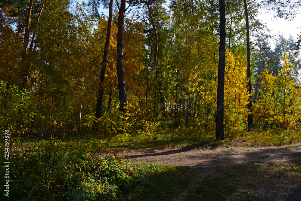 View of the road in the autumn pine forest. Nature, beauty.