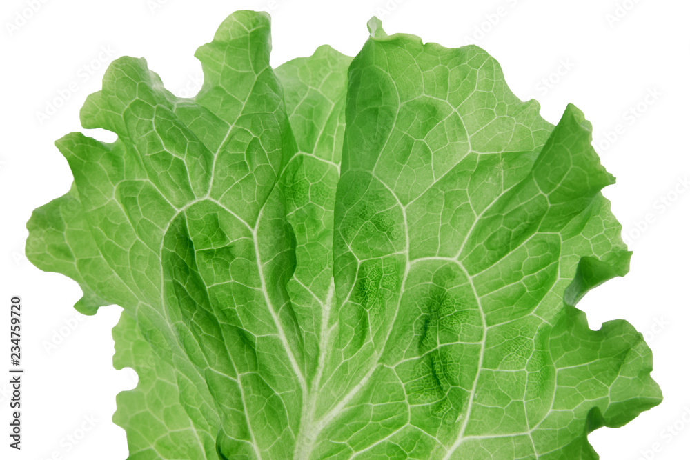Leaf of lettuce green color closeup. Leaf of lettuce green color closeup.