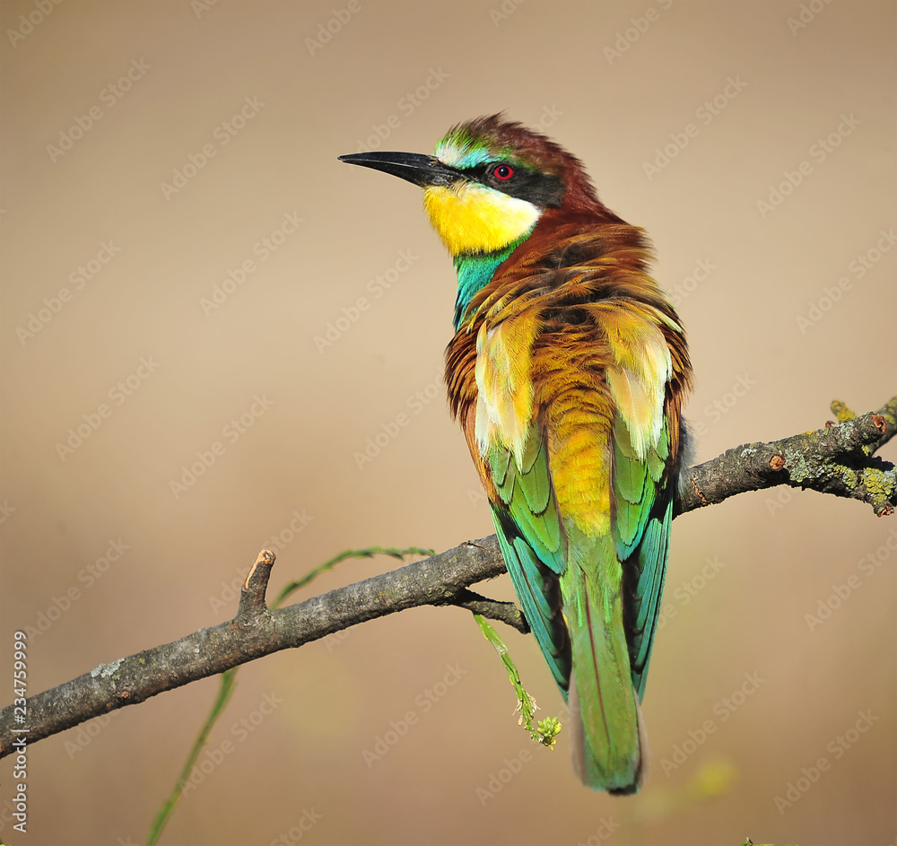 Obraz premium bee eater