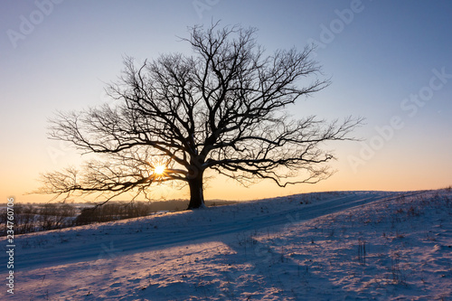 alleinstehender Eichenbaum in der Abendsonne im Winter