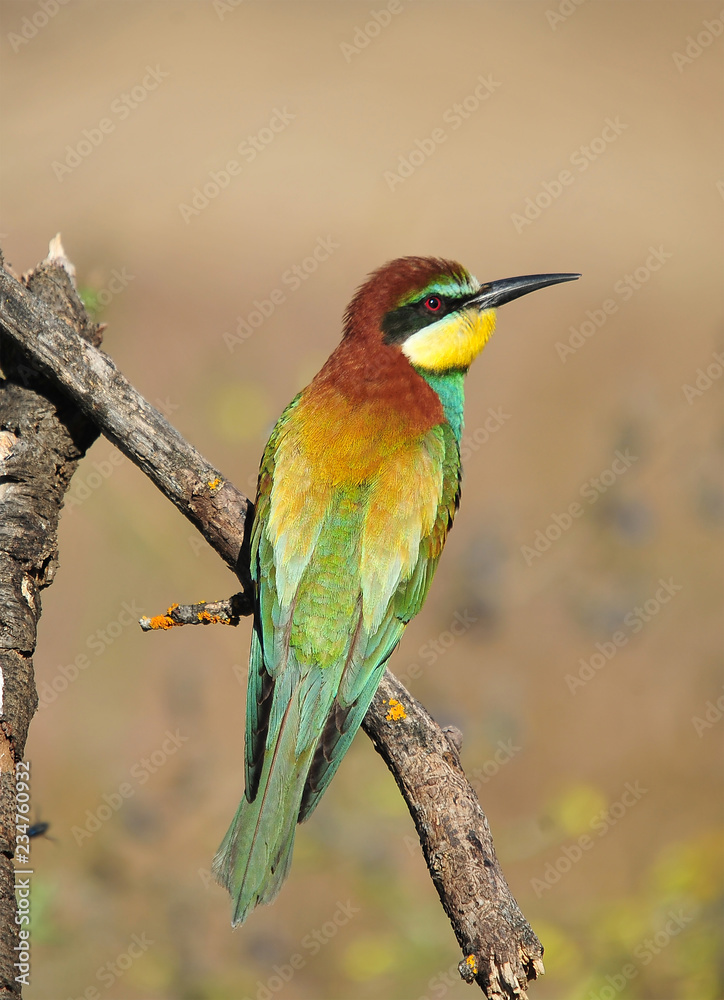 Obraz premium bee eater in spain