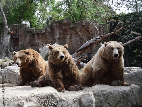 wildlife wild zoo madrid