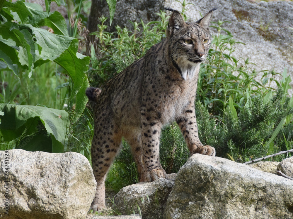 Fototapeta premium wildlife wild zoo madrid