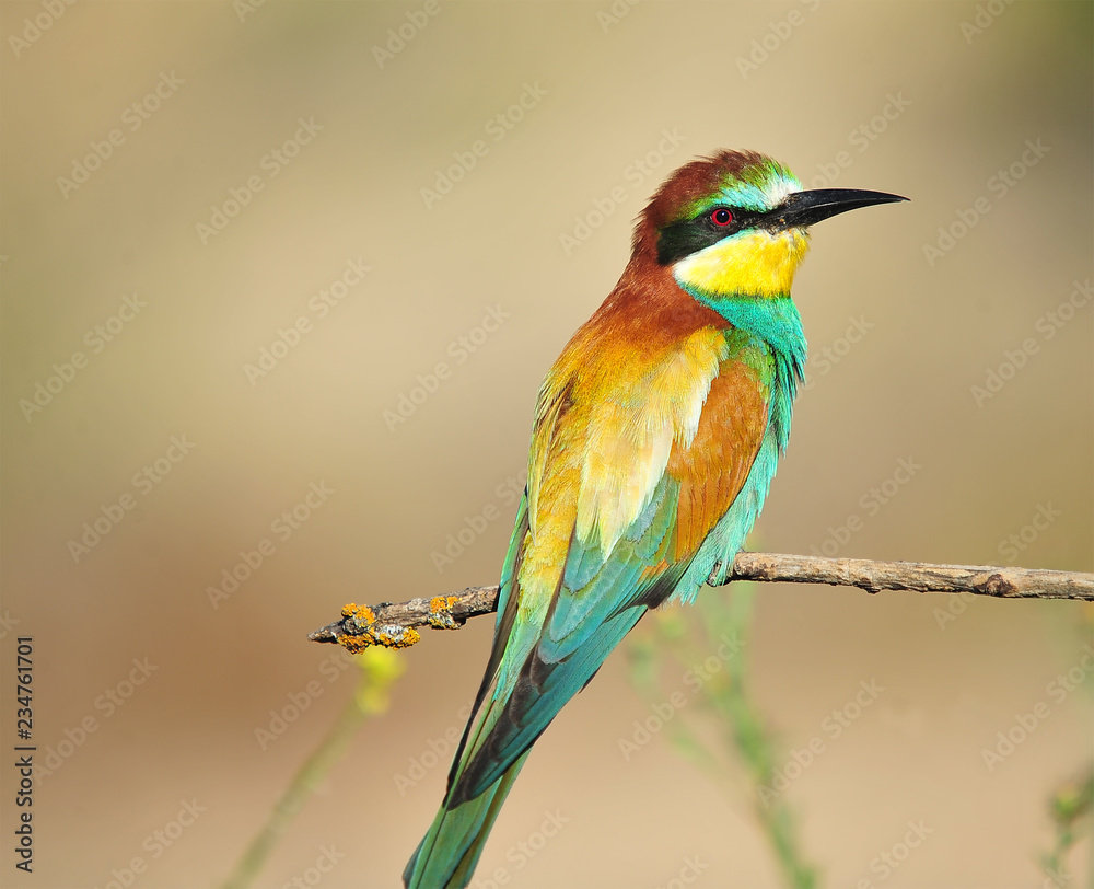 Obraz premium abejaruco