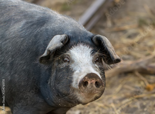 black pig with white spots looks in camera