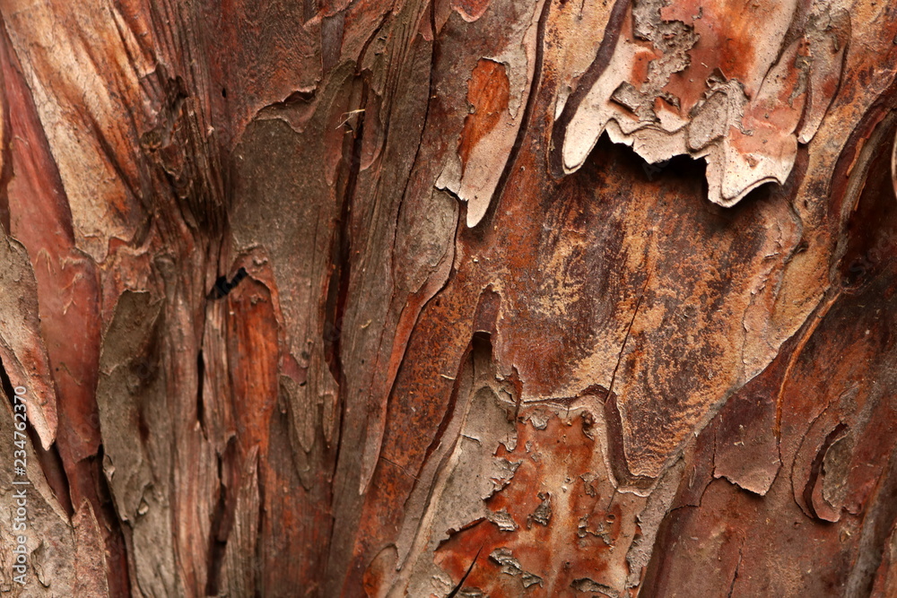 Taxus baccata bark Taxus baccata bark