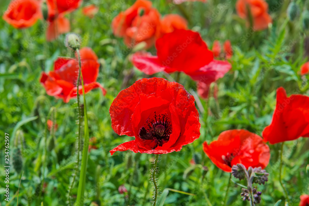 Red poppy flowers in a field Red poppy flowers in a field