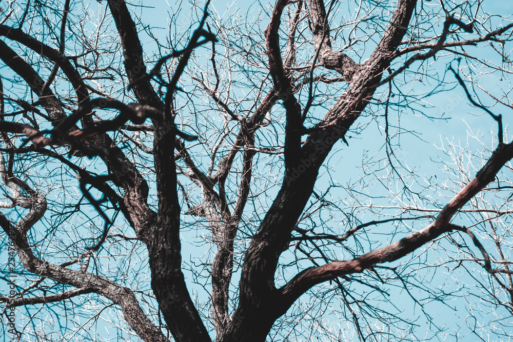 Branches of a tree that shed its leaves Branches of a tree that shed its leaves