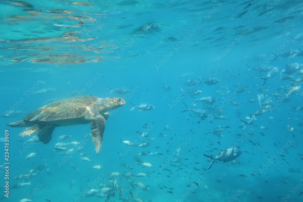 Obraz premium The underwater world of the Mediterranean Sea of Crete