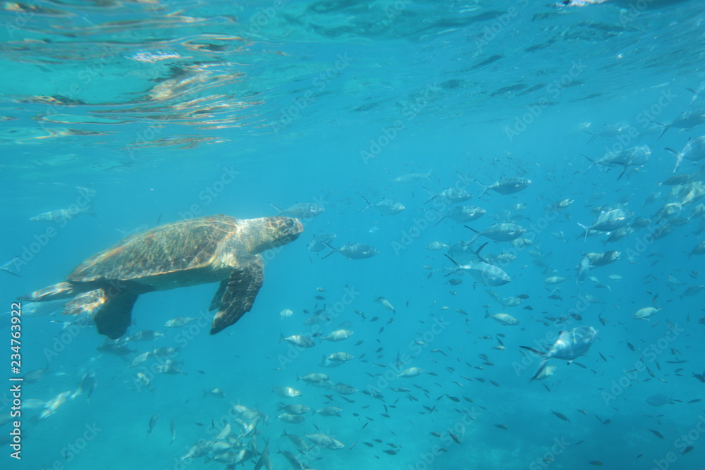 The underwater world of the Mediterranean Sea of Crete The underwater world of the Mediterranean Sea of Crete