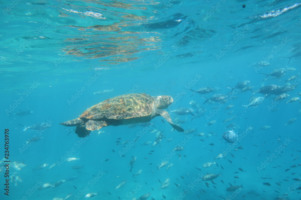 The underwater world of the Mediterranean Sea of Crete