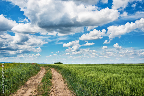 Field of spring fresh green grass and dirt road