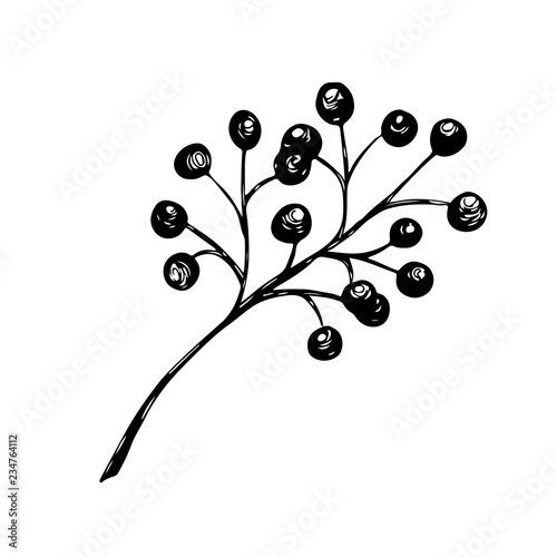 Vector hand drawn sketch holly, branch with berry, mistletoe isolated on a white background.. Christmas, new year holiday celebration symbol.