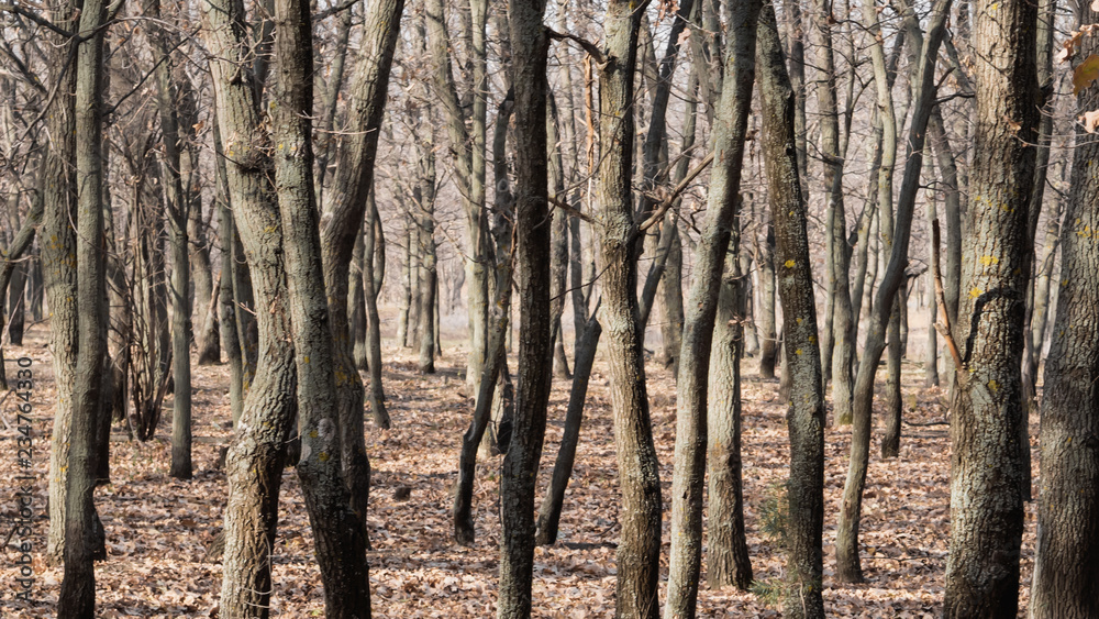 Obraz premium Many tree trunks in the forest