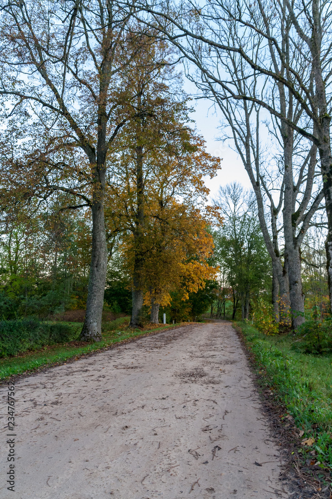 simple countryside forest road in perspective