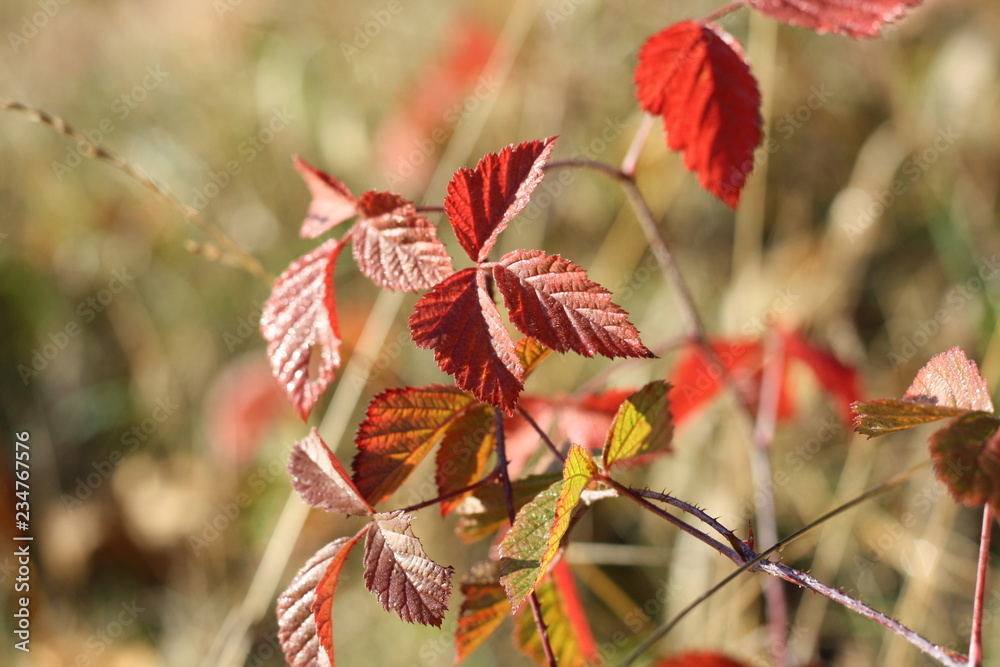 Brombeere im Herbst Brombeere im Herbst