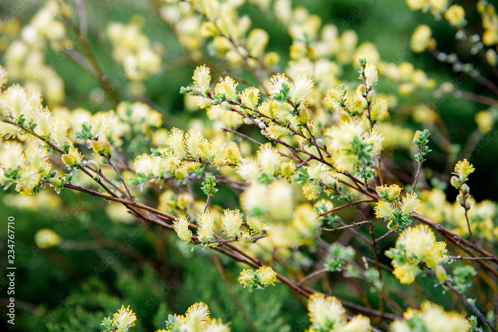 willow branch (Salix Repens L. Argentea) during blossoming willow branch (Salix Repens L. Argentea) during blossoming