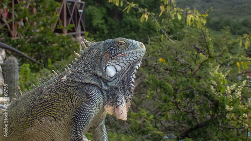 Iguanas - Views around the Caribbean isalnd of Curacao