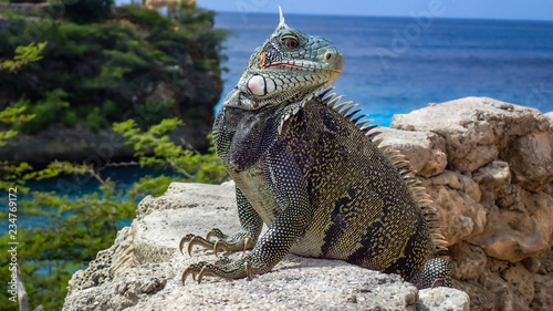 Iguanas - Views around the Caribbean isalnd of Curacao