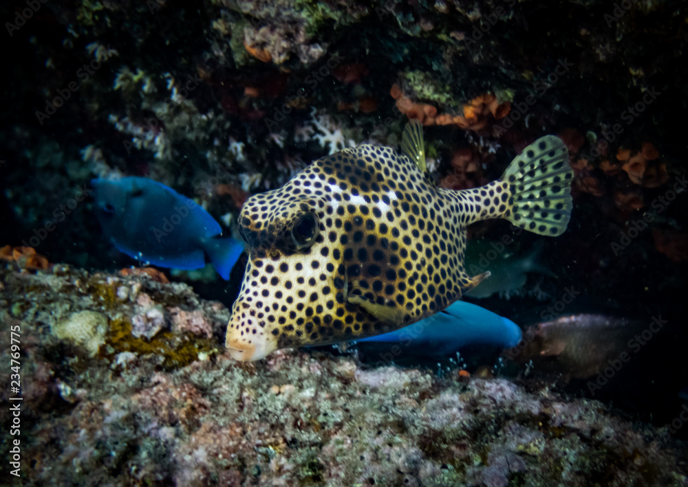 Snorkelling Views around the Caribbean isalnd of Curacao Snorkelling Views around the Caribbean isalnd of Curacao