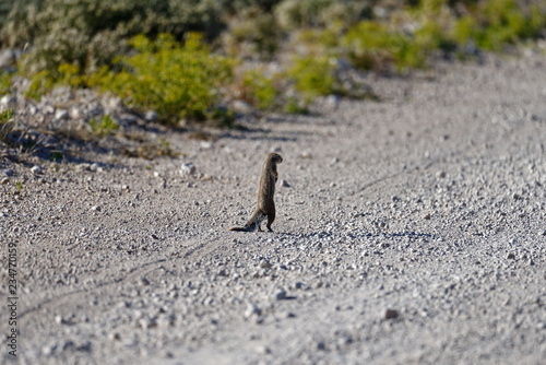 A ground squirrel stands  alert and staring