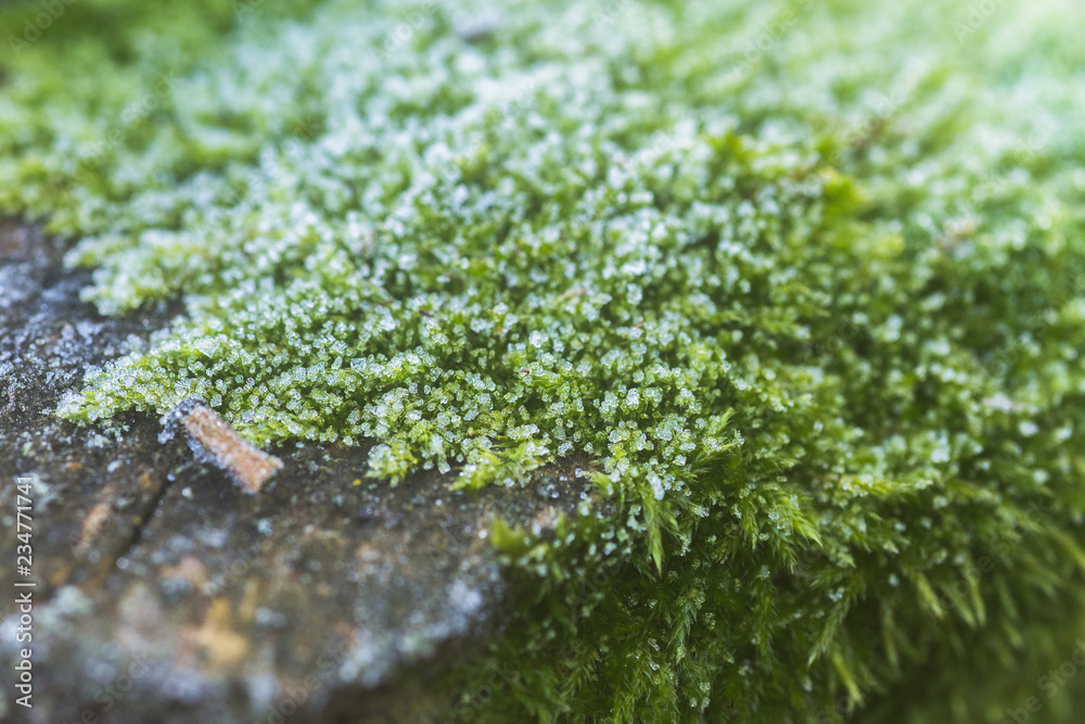 Moss in crystals with ice. Frost on ground. First frost. It's cold time to rock. Cold weather. Moss in crystals with ice. Frost on ground. First frost. It's cold time to rock. Cold weather.