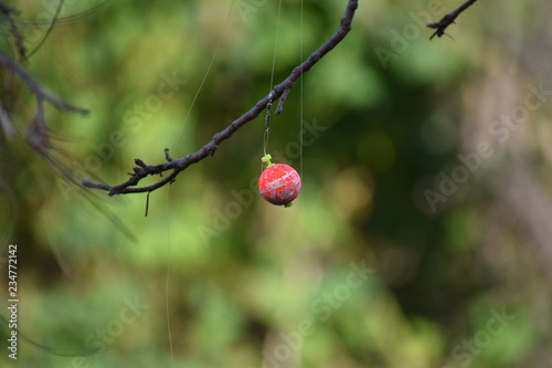 Bobber on a Branch