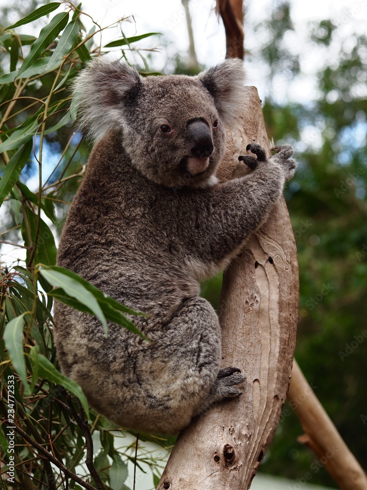 Obraz premium Charming Captivating Koala in a Eucalyptus Tree.