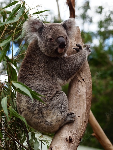 Charming Captivating Koala in a Eucalyptus Tree.