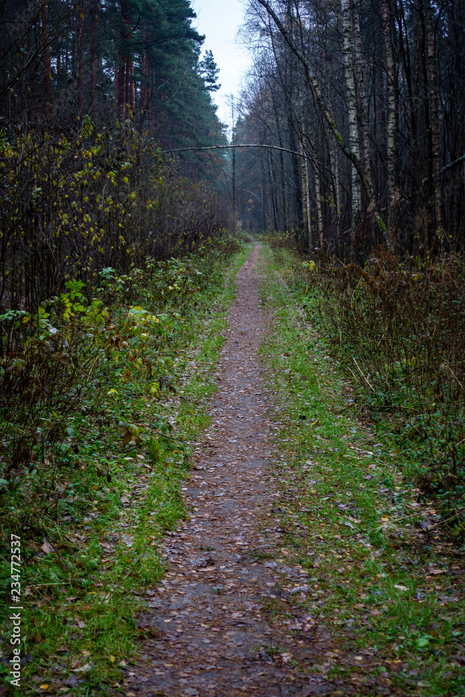 Naklejka premium simple countryside forest road in perspective
