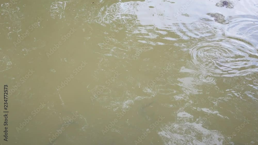 Group of Catfish swimming in nature pond open mouth for oxygen air breathe Group of Catfish swimming in nature pond open mouth for oxygen air breathe