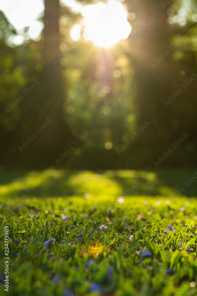Sunshine on grass with purple flowers. Green grass. 
