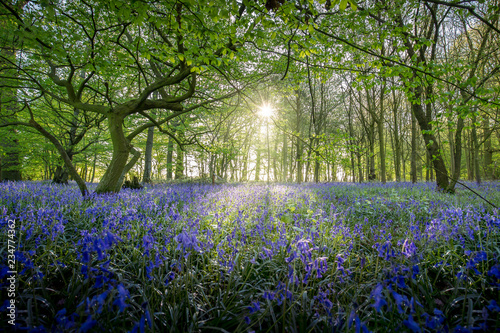 Sunrise over bluebell flowers in a woodland glade photo
