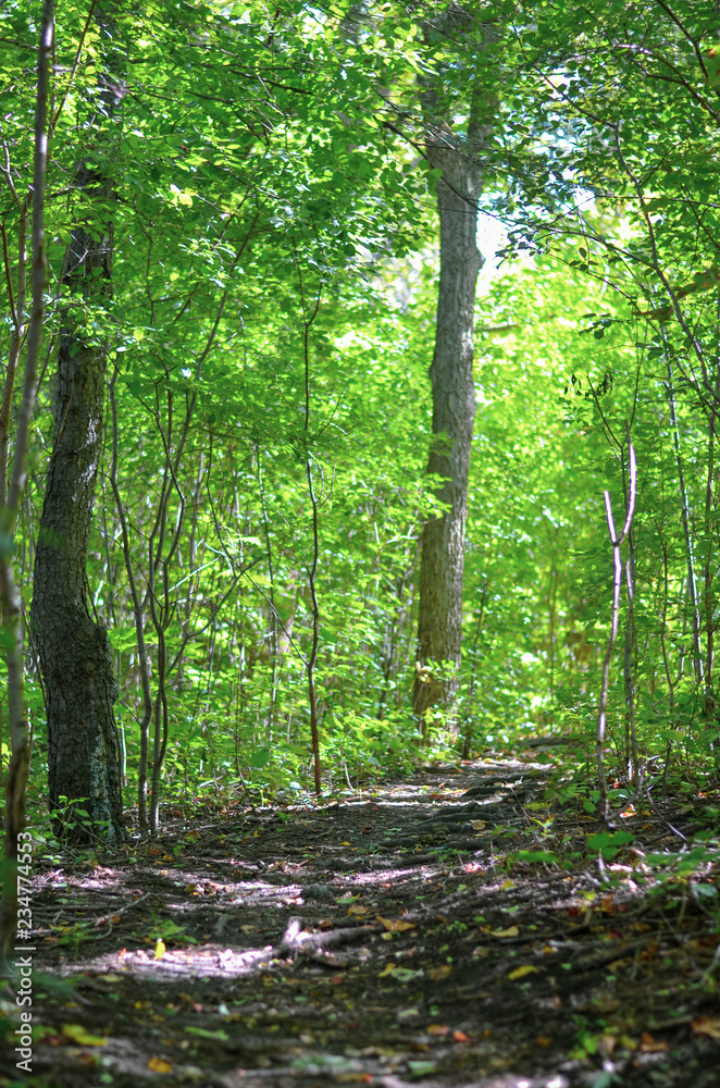 Obraz premium Forest 