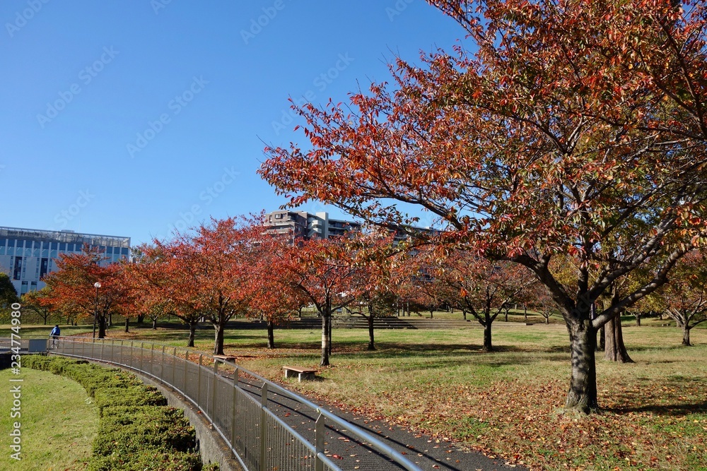 Naklejka premium 紅葉