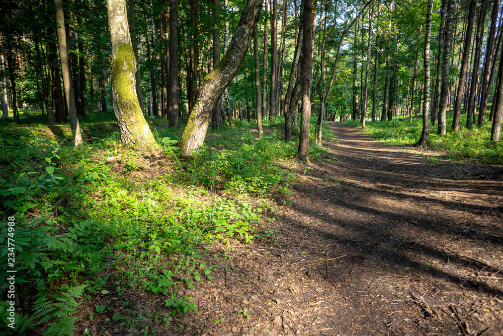 simple countryside forest road in perspective