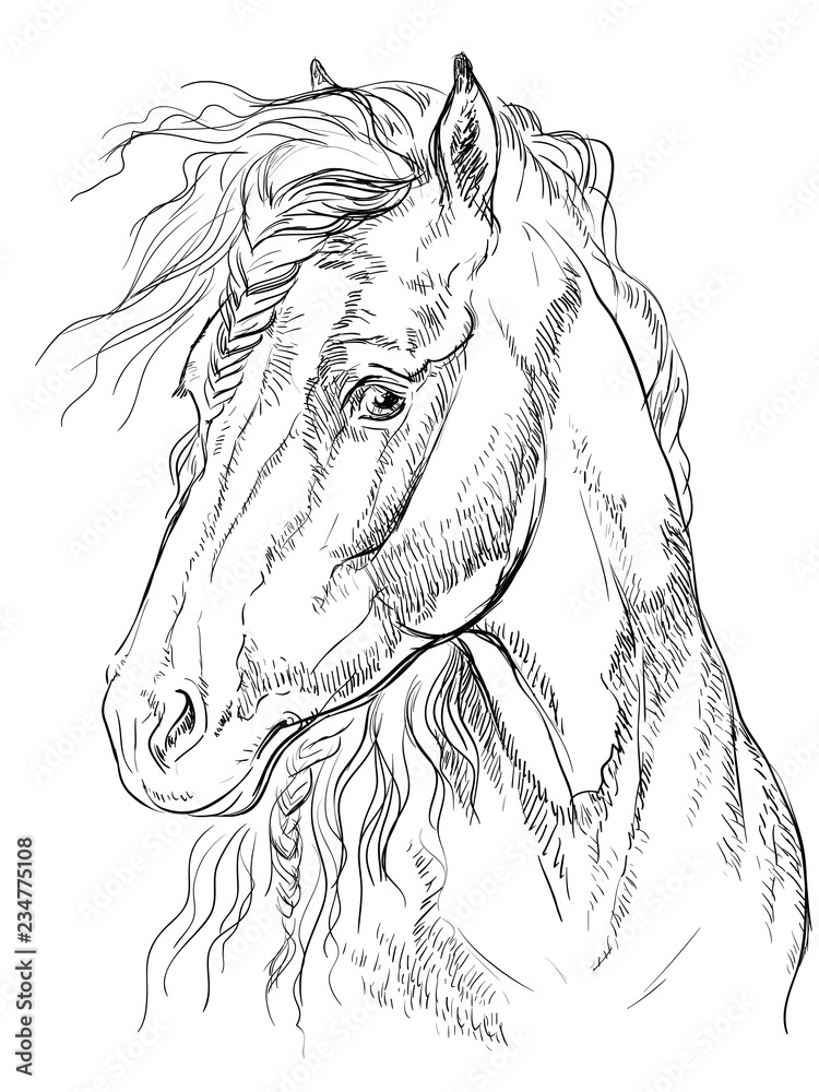 Horse portrait-13