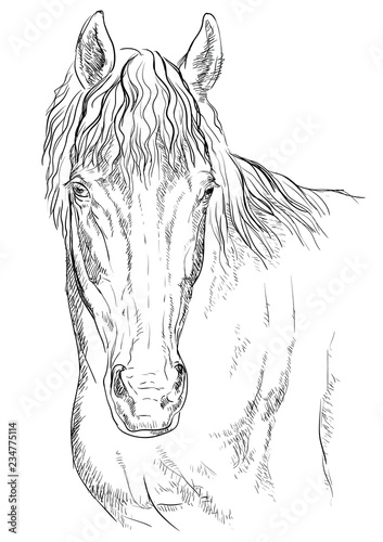 Horse portrait-14