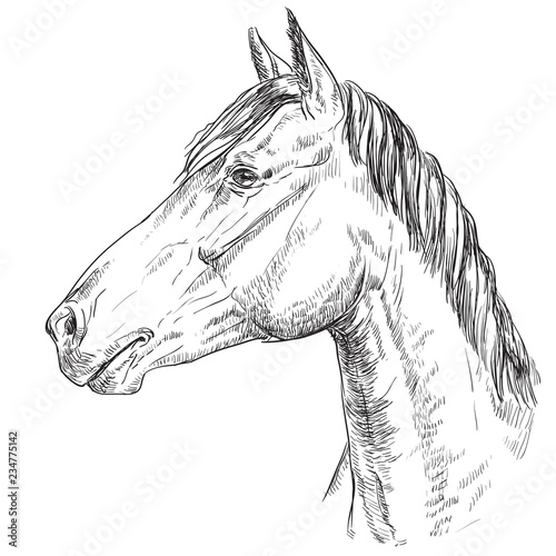 Horse portrait-16