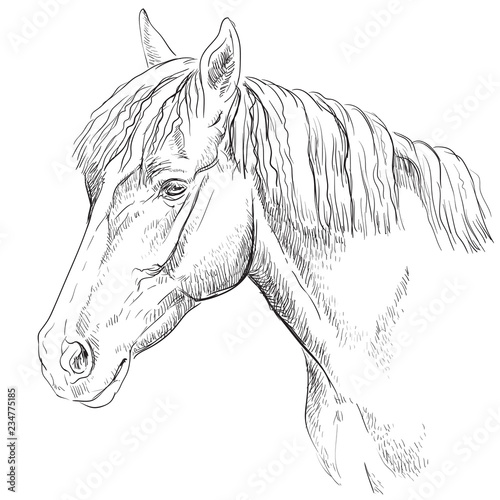 Horse portrait-18