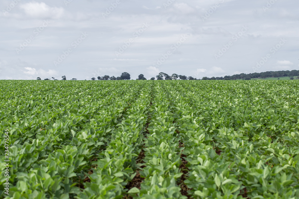 Plantação de Soja no Centro-Oeste brasileiro irrigado artificialmente com Pivô Central