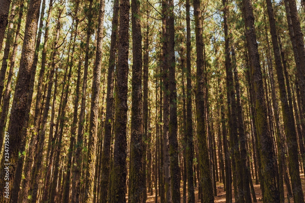 Obraz premium pine trees in forest La Esperanza